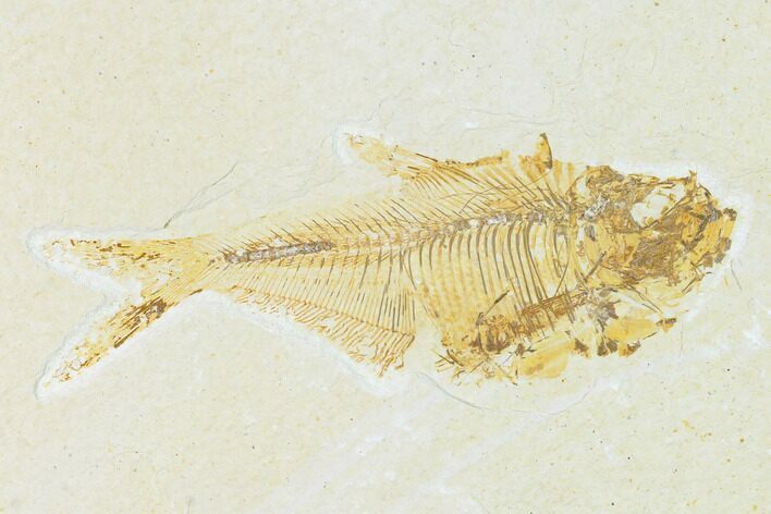 Bargain, Fossil Fish (Diplomystus) - Wyoming #149780